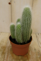 Warentuin Kamerplant Stekel Cactus