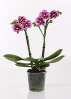 Homeoforchids Composiet FSC® Basic paal 185 cm