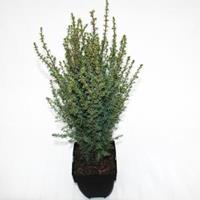 Plantenwinkel.nl Jeneverbes (Juniperus communis "Arnold") conifeer
