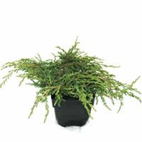Plantenwinkel.nl Kruipende jeneverbes (Juniperus communis "Repanda") conifeer