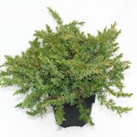 Plantenwinkel.nl Kruipende jeneverbes (Juniperus conferta "Schlager") conifeer