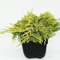 Plantenwinkel.nl Kruipende jeneverbes (Juniperus horizontalis "Golden Carpet") conifeer