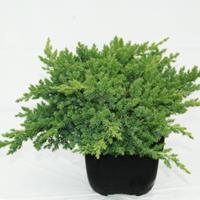 Plantenwinkel.nl Kruipende jeneverbes (Juniperus procumbens "Nana") conifeer