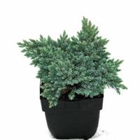 Plantenwinkel.nl Jeneverbes (Juniperus squamata "Blue Star") conifeer