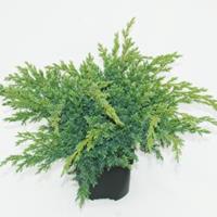 Plantenwinkel.nl Jeneverbes (Juniperus squamata "Blue Swede") conifeer