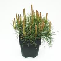Plantenwinkel.nl Bergden (Pinus mugo "Mughus") conifeer