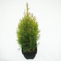 Plantenwinkel.nl Westerse levensboom (Thuja occidentalis "Smaragd") conifeer