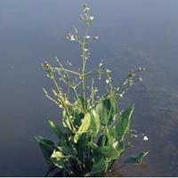 Moeringswaterplanten Grote waterweegbree (Alisma plantago-aquatica) moerasplant - 6 stuks
