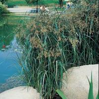 Moeringswaterplanten Lang cypergras (Cyperus longus) moerasplant - 6 stuks