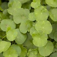 Moeringswaterplanten Gewone waternavel (Hydrocotyle vulgaris) zuurstofplant - 6 stuks