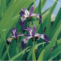 Moeringswaterplanten Amerikaanse iris (Iris versicolor) moerasplant - 6 stuks
