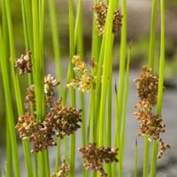 Moeringswaterplanten Pitrus (Juncus effusus) moerasplant - 6 stuks
