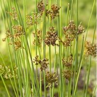 Moeringswaterplanten Zeegroene Rus (Juncus inflexus) moerasplant - 6 stuks