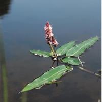 Moeringswaterplanten Veenwortel (Polygonum amphibium) drijfplant - 6 stuks