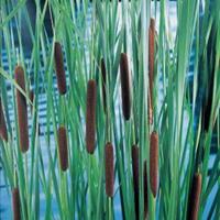 Moeringswaterplanten Lisdodde (Typha laxmannii) moerasplant - 6 stuks