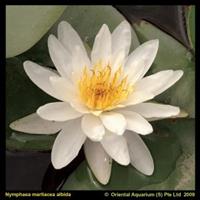 Moeringswaterplanten Witte waterlelie (Nymphaea Marliacea Albida) waterlelie - 6 stuks
