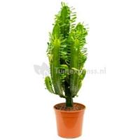 plantenwinkel.nl Euphorbia cactus acruensis M kamerplant