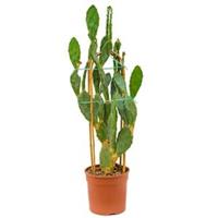 plantenwinkel.nl Opuntia cactus vulgaris XL kamerplant