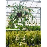 plantenwinkel.nl Epiphyllum zaagcactus phyllanthus hangplant