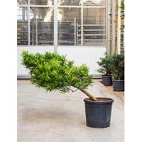 plantenwinkel.nl Podocarpus macrophyllus cascade bonsai kamerplant