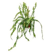 plantenwinkel.nl Epiphyllum zaagcactus anguliger S hangplant