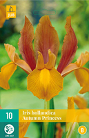Tuinland Iris Bloembollen Hollandica Autumn Princess 10 stuks