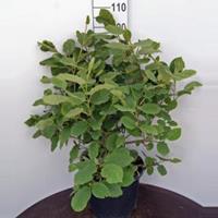 Plantenwinkel.nl Magnolia struik Sieboldii - 60 - 80 cm - 1 stuks