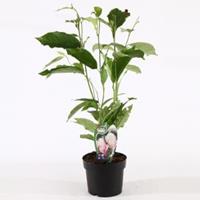 Plantenwinkel.nl Magnolia struik Soulangeana - 40 - 50 cm - 3 stuks