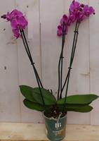 Warentuin Natuurlijk Kamerplant Vlinderorchidee phalaenopsis roze 3 takken