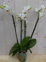Warentuin Natuurlijk Kamerplant Vlinderorchidee phalaenopsis wit 4 takken