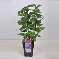 Plantenwinkel.nl Sering (syringa vulgaris Lavender Lady) - 50-70 cm - 1 stuks