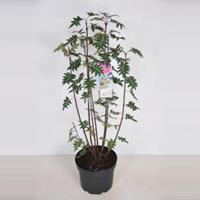 Plantenwinkel.nl Sering (syringa pinnatifolia) - 70-90 cm - 1 stuks