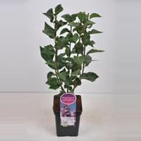 Plantenwinkel.nl Sering (syringa vulgaris Paul Deschanel) - 50-70 cm - 1 stuks