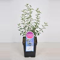 Plantenwinkel.nl Dwergering (syringa persica Alba) - 40-60 cm - 1 stuks