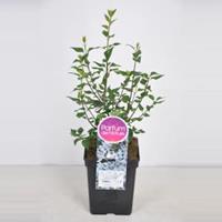 Plantenwinkel.nl Sering (syringa chinensis Bicolor) - 40-60 cm - 1 stuks