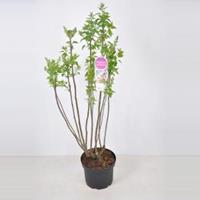 Plantenwinkel.nl Sering (syringa vulgaris Beauty of Moscow) - 70-90 cm - 1 stuks