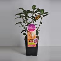 Plantenwinkel.nl Sering (syringa villosae Miss CanadaParfum de Nature)