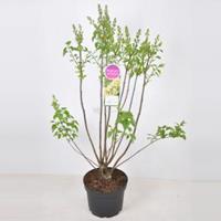 Plantenwinkel.nl Sering (syringa vulgaris Primrose) - 70-90 cm - 1 stuks