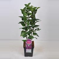 Plantenwinkel.nl Sering (syringa vulgaris Charles Joly) - 50-70 cm - 1 stuks