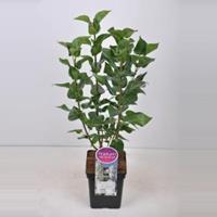 Plantenwinkel.nl Sering (syringa vulgaris Mme Lemoine) - 50-70 cm - 1 stuks