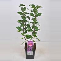 Plantenwinkel.nl Sering (syringa vulgaris Ruhm von Horstenstein) - 50-70 cm - 1 stuks