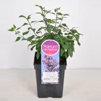 Plantenwinkel.nl Sering (syringa chinensis Lilac Sunday) - 40-60 cm - 1 stuks