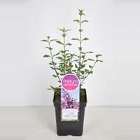 Plantenwinkel.nl Sering (syringa chinensis Saugeana) - 40-60 cm - 1 stuks