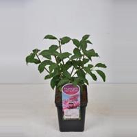 Plantenwinkel.nl Sering (syringa villosae Miss Canada) - 50-70 cm - 1 stuks