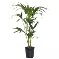 Kamerplant Howea Forsteriana 'Kentia palm' potmaat 24cm