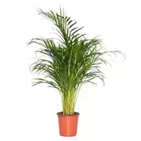 GroenRijk Kamerplant Dypsis Lutescens 'Areca palm' potmaat 24cm