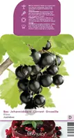 Fruithof Bessenstruik Ribes Jostabes - Zwarte kruisbes 18cm
