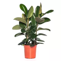 GroenRijk Kamerplant Ficus Cyathistipula 'Rubberplant'