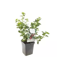 Fruithof Bessenstruik Ribes Captivator - Doornloze kruisbes 18cm