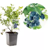 Fruithof Bessenstruik Vaccinium corymbosum Bluecrop - Blauwe bes 18cm
